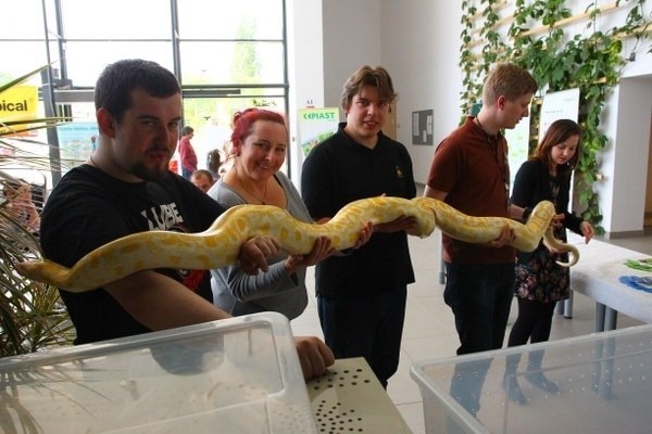 Zwierzęta egzotyczne na wystawie w Biocentrum Uniwersytetu...