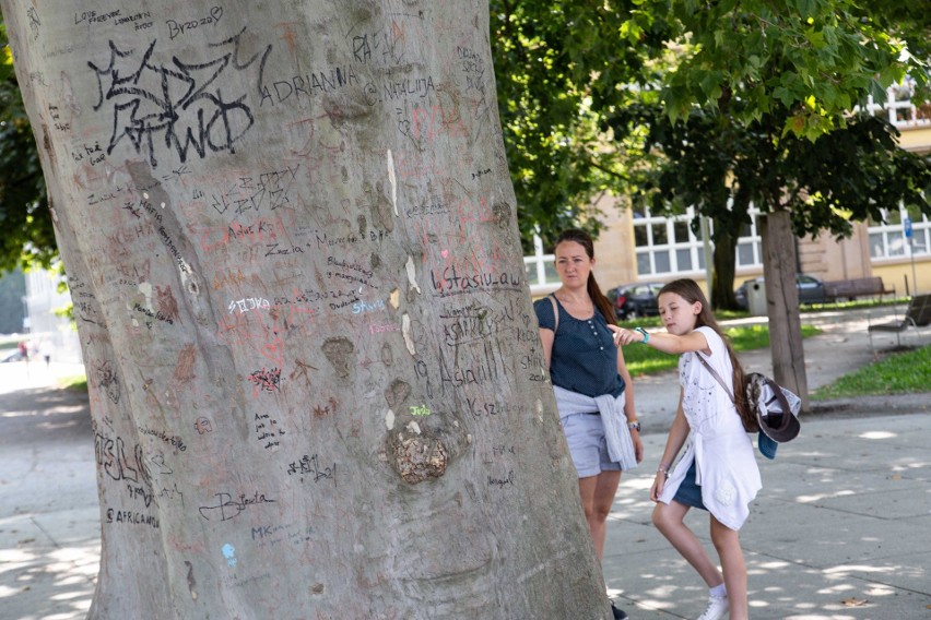 Platany są jednymi z najgrubszych drzew rosnących w Polsce,...