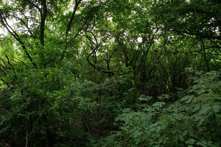 Lasek Czyżyński