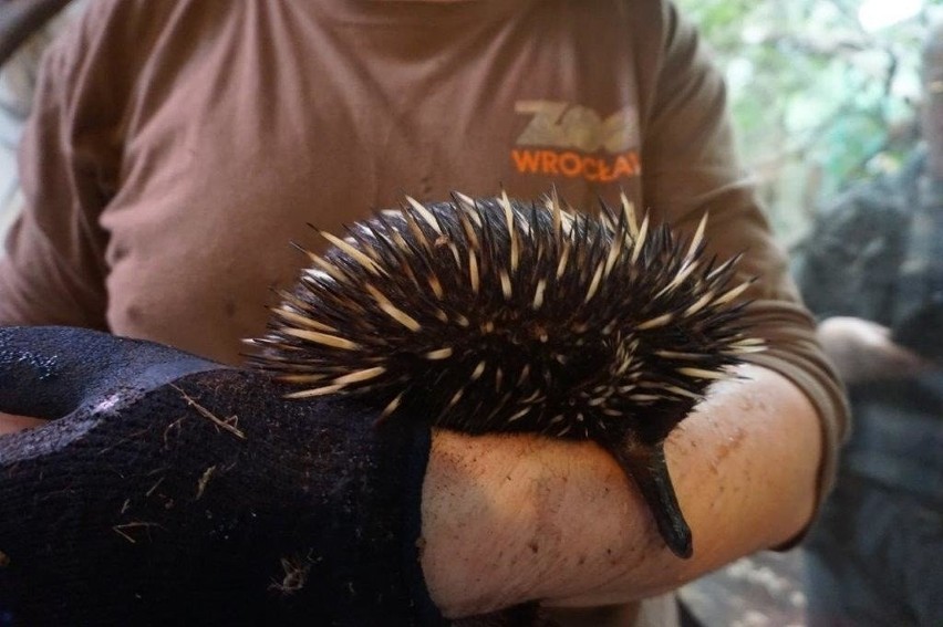 Chcesz pracować w zoo? Powstał nowy kierunek studiów, po którym znajdziesz wymarzoną pracę