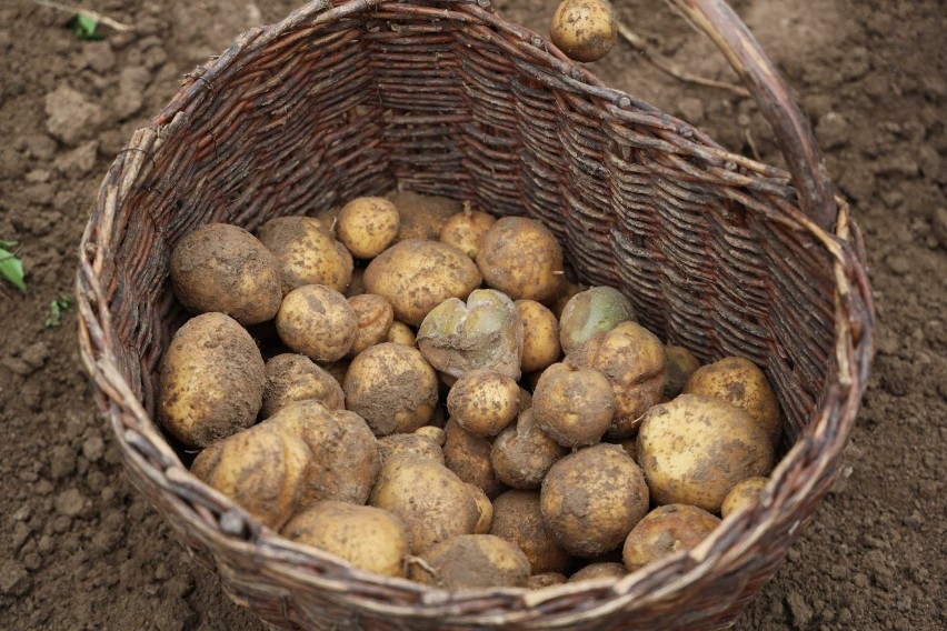 Węglowodany, zwłaszcza te z produktów skrobiowych, są...