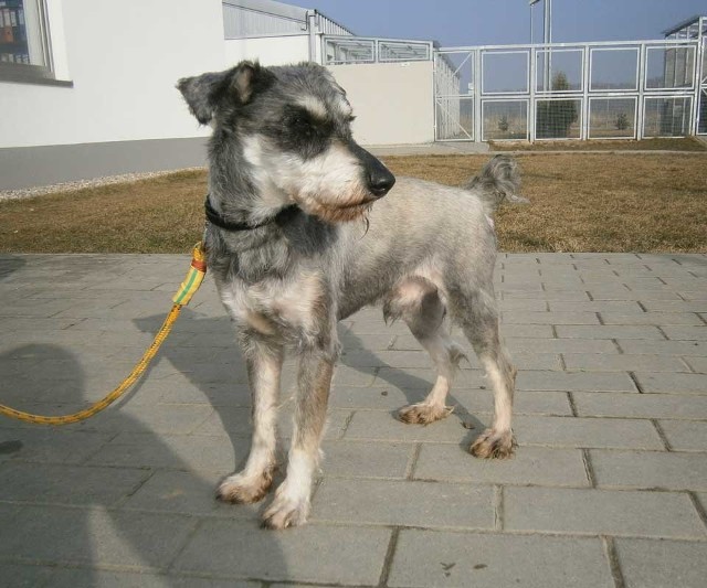 Pies Tito czeka na właściciela w schronisku dla zwierząt w Koszalinie.