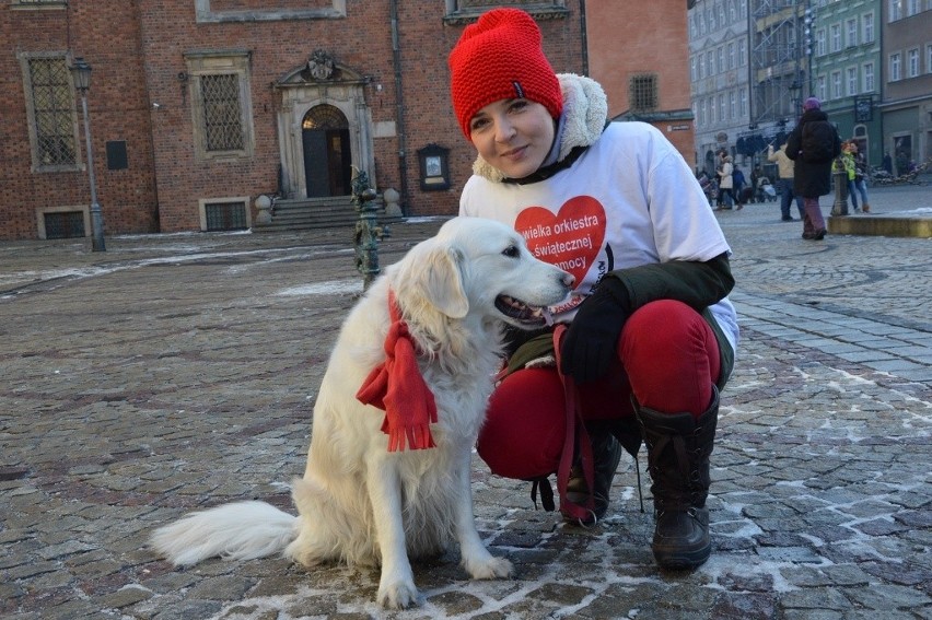 24. Finał WOŚP we Wrocławiu. Kwestują właściciele psów rasy...