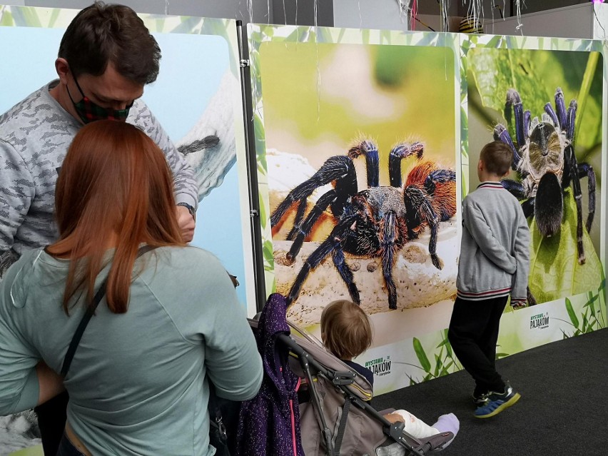 Pająki i skorpiony w Bonarce. W krakowskiej galerii handlowej odbyła się "żywa lekcja biologii"