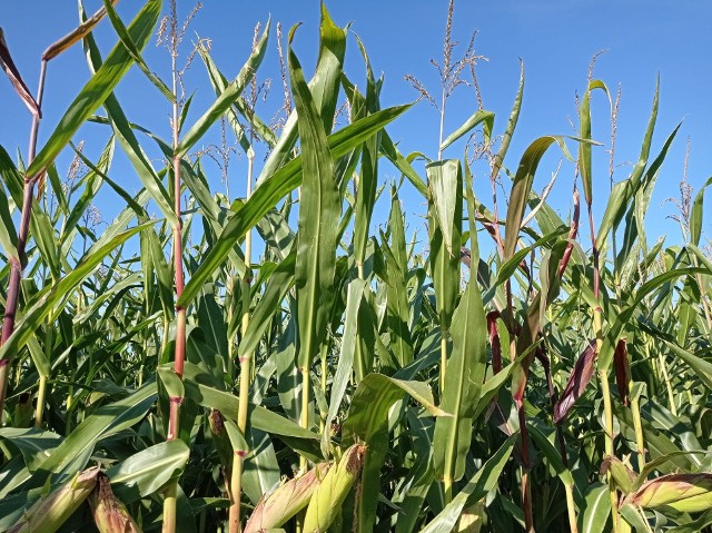 COBORU wskazuje odmiany najlepsze dla poszczególnych województw. ŚODR: Nowoczesne odmiany kukurydzy charakteryzują się tym, że liście i łodygi pozostają zielone aż do dojrzałości pełnej.