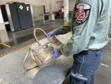 64-latka próbowała przemycić do Polski torebkę ze skóry chronionego węża. Przemyt wykryto na przejściu granicznym w Krościenku [ZDJĘCIA]