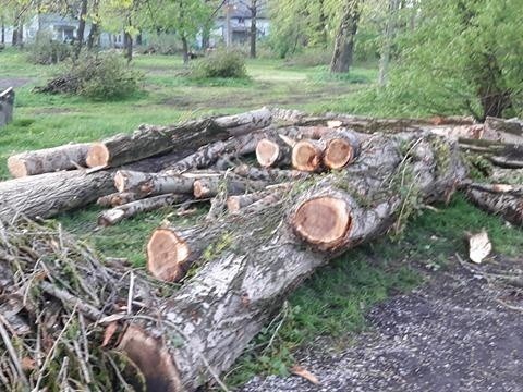 Nasz Czytelnik z Mątew poinformował nas o wycince drzew na...