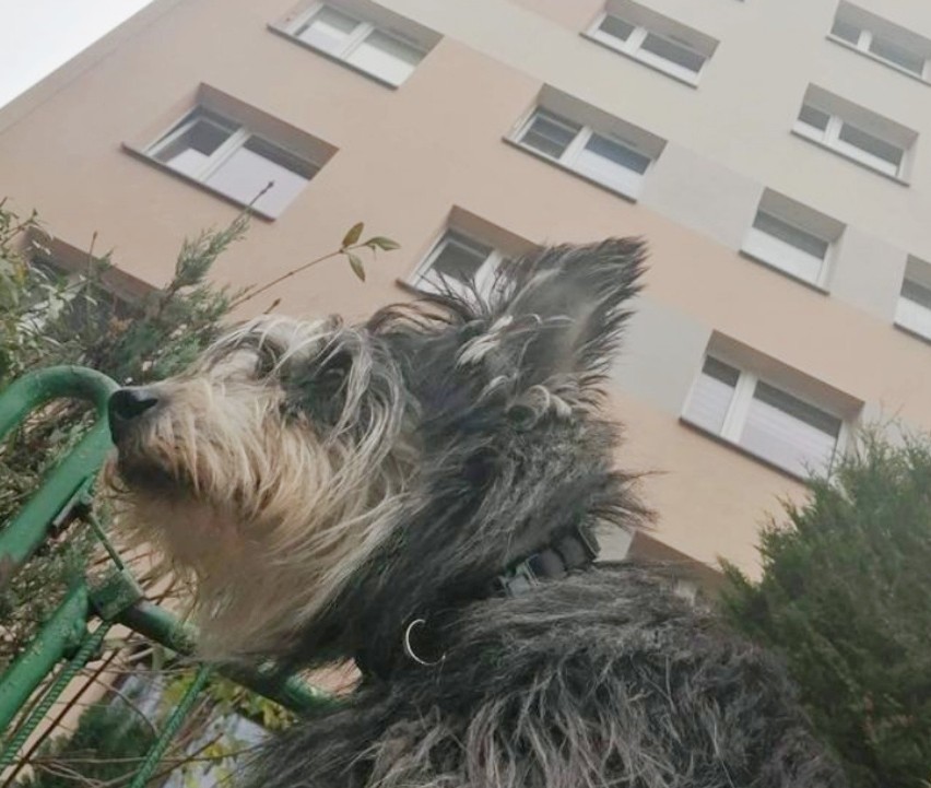 W Jastrzębiu-Zdroju pies wypadł z dziesiątego piętra. Na...