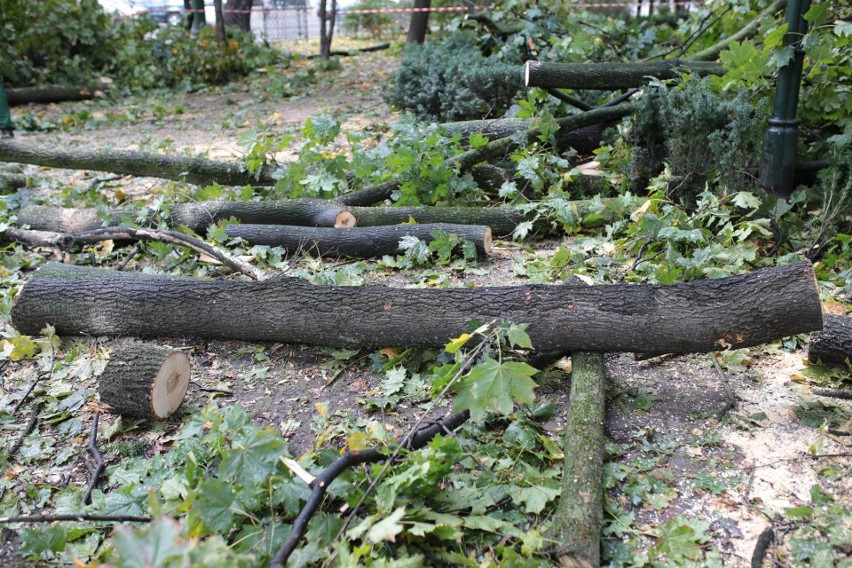 Orkan Ksawery w Krakowie. Wielkie sprzątanie na Plantach [ZDJĘCIA]