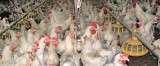 Jak ptasia grypa wpłynęła na kurniki? Aktualne zasady