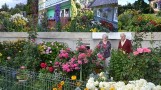 Oto najpiękniejsze ogródki w Suwałkach (zdjęcia)