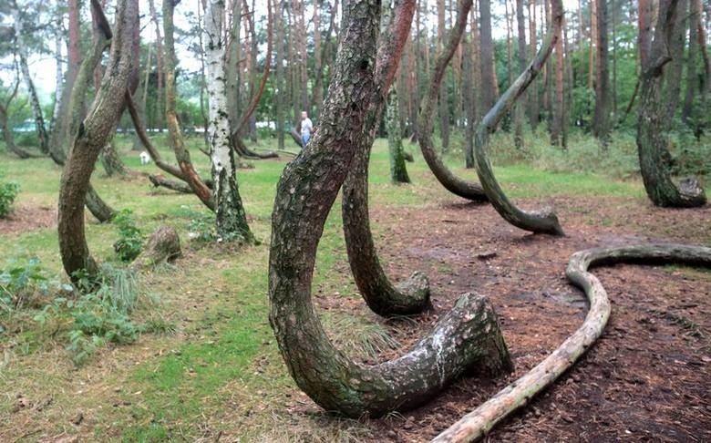 Tajemniczy Krzywy Las został uznany za jeden z najbardziej magicznych. Jest niesamowity! [ZDJĘCIA]