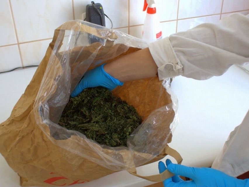 W mieszkaniu mieli 6 kg marihuany oraz nielegalną broń [zdjęcia, wideo]