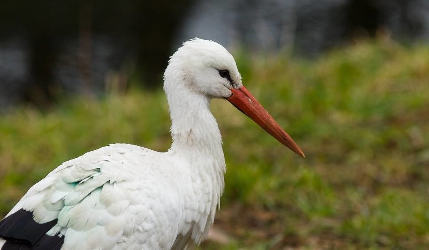 Bocian biały