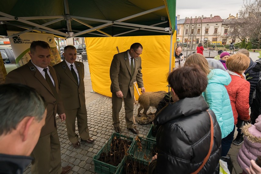 Sadzonki rozeszły się na pniu