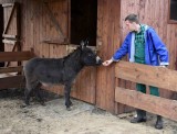 Osioł, kozioł i surykatki - toruńskie zoo ma nowych mieszkańców 
