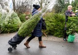 Gdańsk odbiera choinki. Nie wyrzucaj drzewka po Bożym Narodzeniu byle gdzie. Sami odbiorą je od ciebie