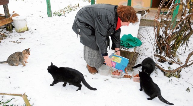 Pani Grażyna od lat dokarmia koty żyjące w ogrodach działkowych "Konwalia"
