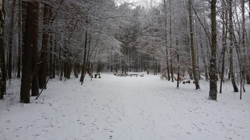 Park w Kazimierzu Górniczym w zimowej szacie ZDJĘCIA