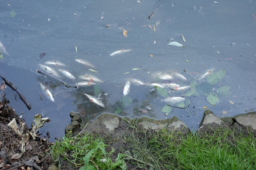 Park Sołacki: Stawy zanieczyszczone - zginęły ryby