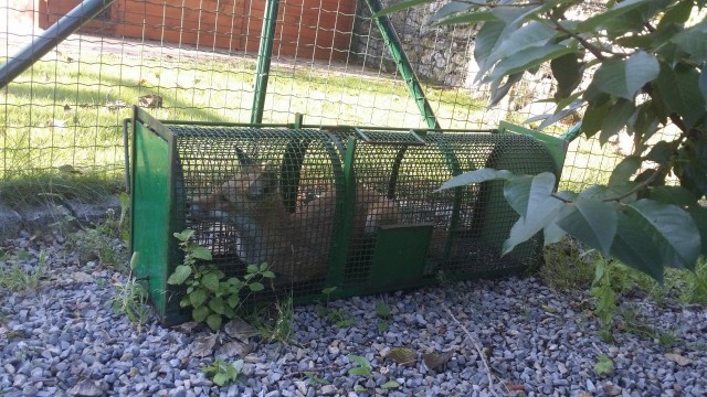 Mały lis polował na króliki przy Senior Residence. Wpadł w pułapkę