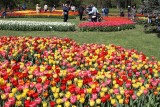 Tysiące tulipanów w rozkwicie i tysiące zwiedzających i fotografujących tę fascynującą kolekcję w łódzkim ogrodzie botanicznym FOTO FILM 