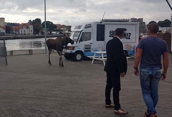 W czwartek rano (12.09) spacerujący po zachodniej stronie...