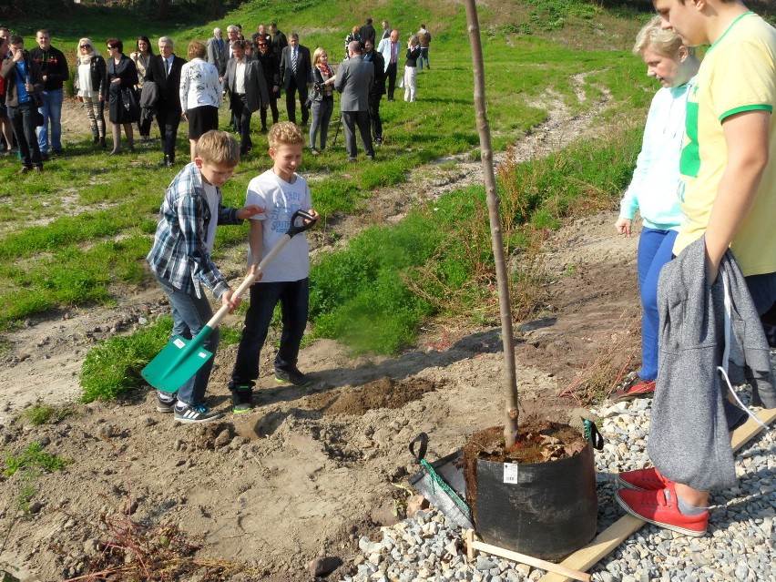 Zabrze rekultywuje stare zwałowiska. Posadzili drzewa na hałdzie [ZDJĘCIA]