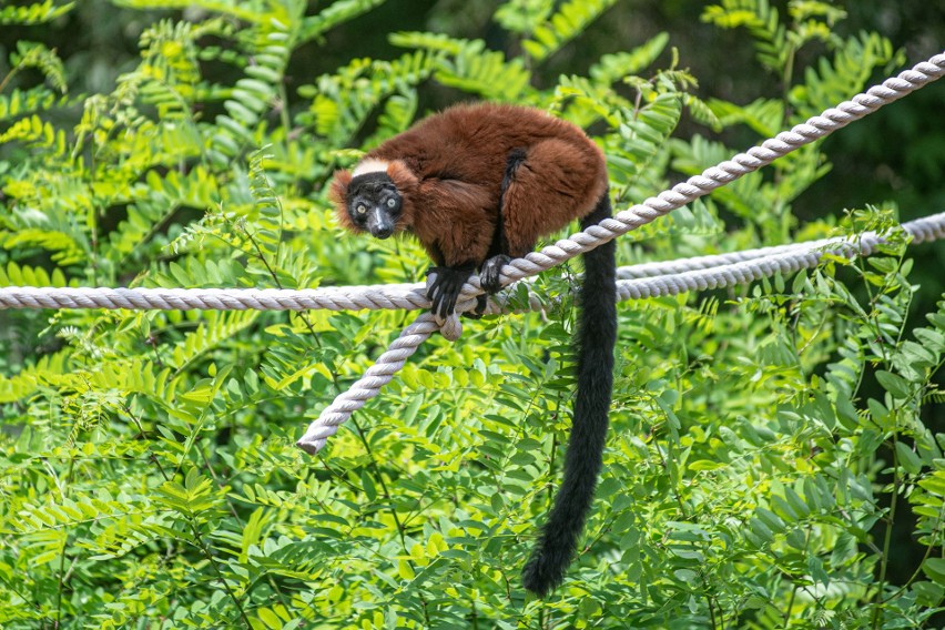 Lemury wari w łódzkim zoo zamieszkały w nowym pawilonie i na dwóch wyspach