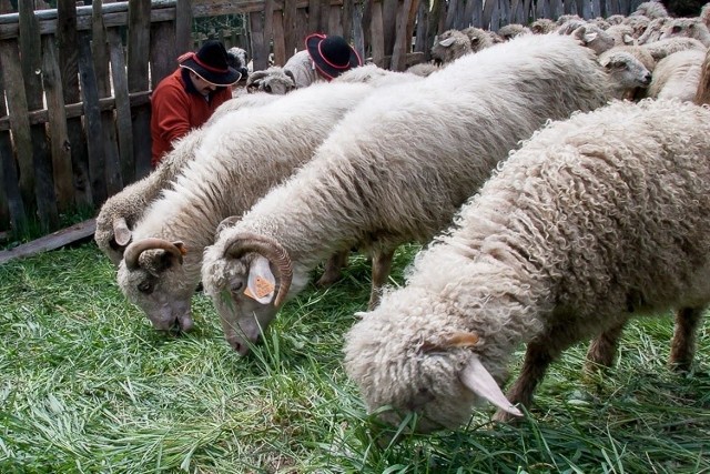 Owca PLUS: ponad pół miliona zł czeka na baców