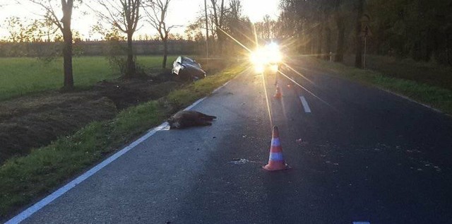 Auto po zderzeniu z dzikiem dachowało