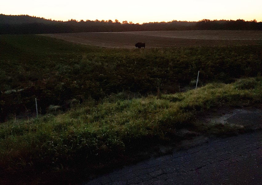 Żubry w naszym regionie były widziane już wielokrotnie. Nasi...