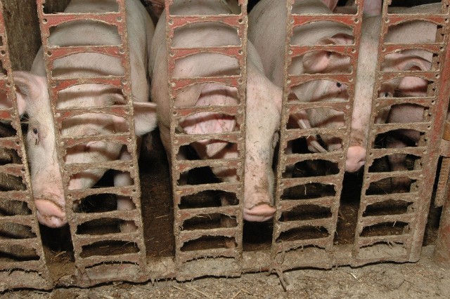 Rezygnację z produkcji trzody zadeklarowało 272 rolników, którzy łącznie hodują 5616 świń