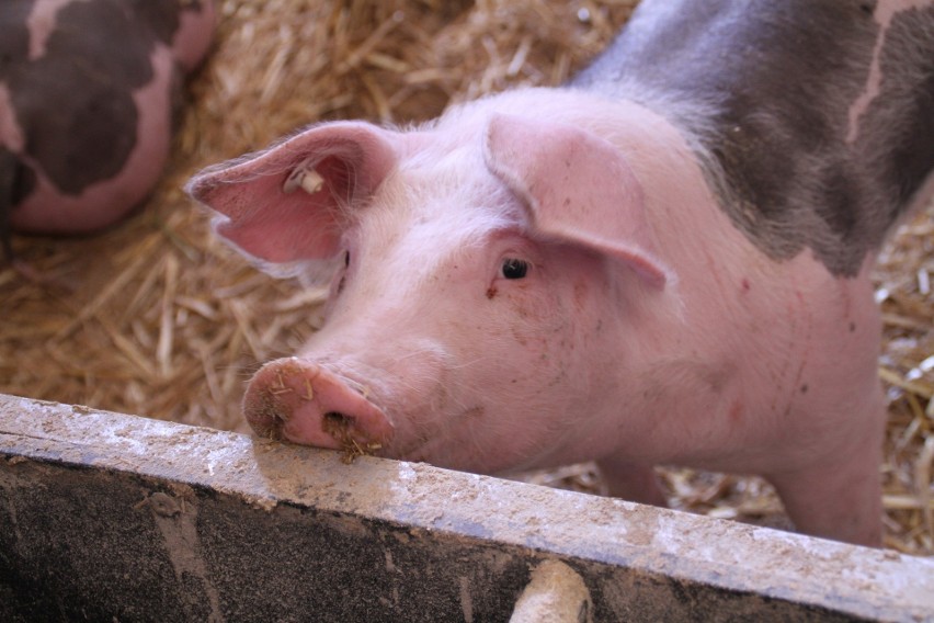 Objawy ASF u świń. Jak rozpoznać, że wirus afrykańskiego pomoru świń dotarł do chlewni?