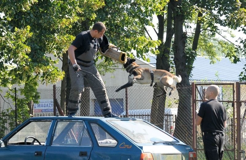 Oddział Prewencji Policji szkolił psy służbowe (zdjęcia, wideo)