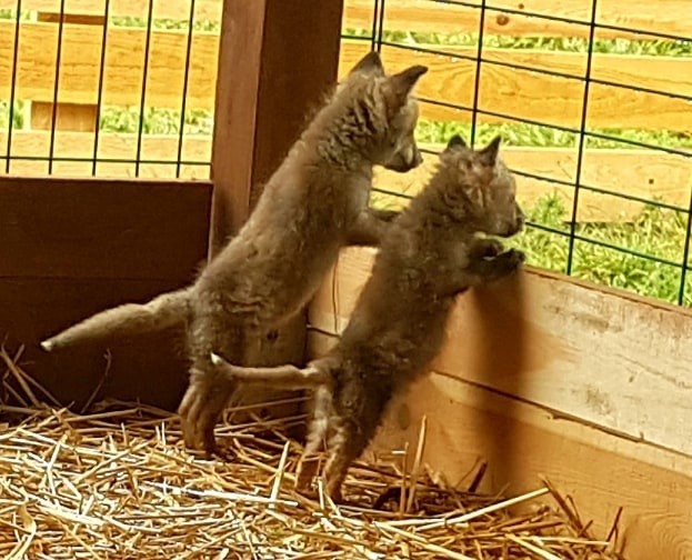 Uratowane liski z Bychawy potrzebują imion. Wszystko w rękach internautów. Zobacz zdjęcia