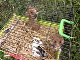 Nowe chomicze nory w Jaworznie. Osiedlono tu kolejne 50 gryzoni. To unikalny projekt ochrony chomika europejskiego 