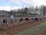 Leśnicy gonią wiosnę. Odnowienia w Nadleśnictwie Polanów