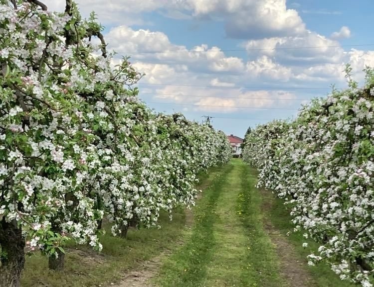 Przepiękne widoki sadów jabłoniowych - zobacz na zdjęciach...