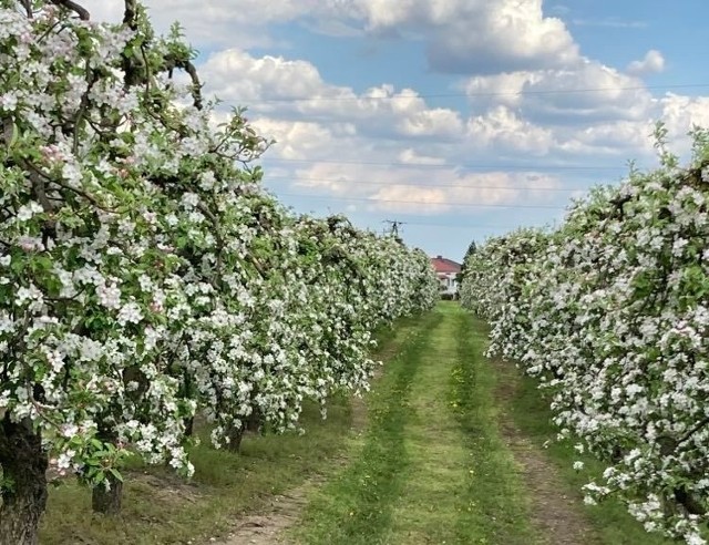 Przepiękne widoki sadów jabłoniowych - zobacz na zdjęciach Tomasza Piskora, sadownika z gminy Łoniów.