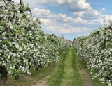 Co za widoki! Kwitnące sady na Sandomierszczyźnie zapierają dech! Zobacz na zdjęciach 