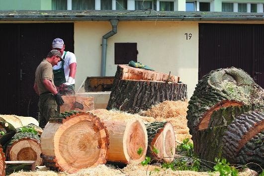 Miejski ogrodnik Roman Giziński mówi, że ciemne środki pni drzew to początki próchnicy. - W ciągu roku byłyby już puste - dodaje. - Ale w tym roku można jeszcze było się wstrzymać z wycinką - odpowiadają mieszkańcy.