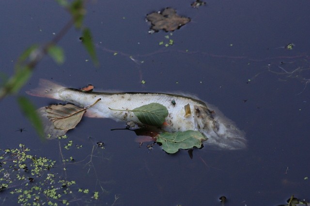RZGW w Gliwicach 18 lutego interweniował w sprawie śniętych ryb na śluzie Łabędy-Kanał Gliwicki.