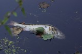 Gliwice: Znowu wyłowiono śnięte ryby w kanale Gliwickim. Powiatowy Inspektorat Weterynarii bada sprawę 