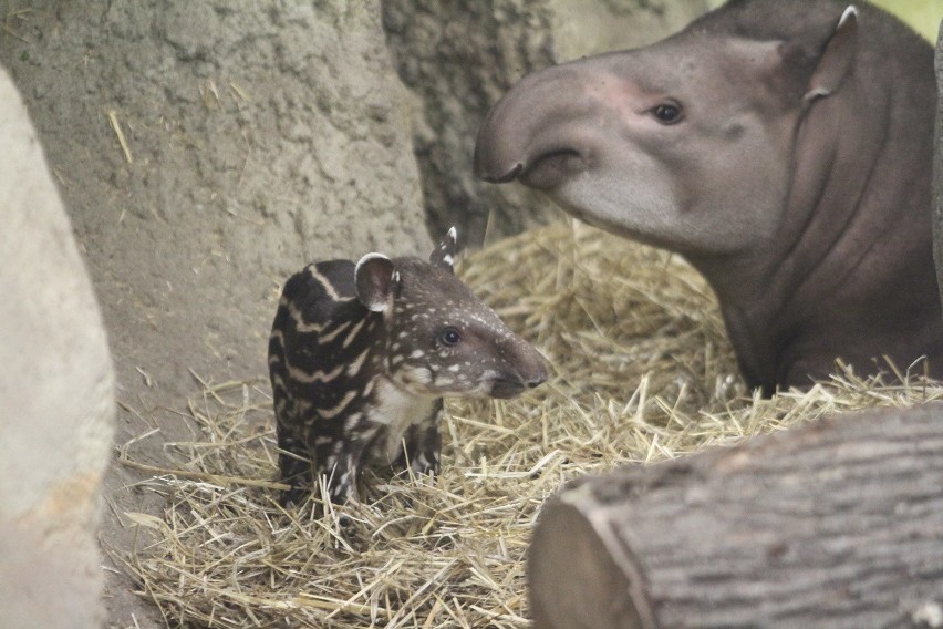 Mała tapirka od poniedziałku (5 października) nosi imię...