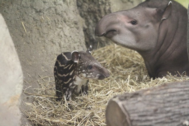 Mała tapirka od poniedziałku (5 października) nosi imię greckiej bogini