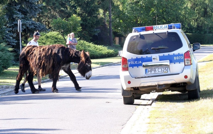 Dwa osły zablokowały ulicę we Wrocławiu