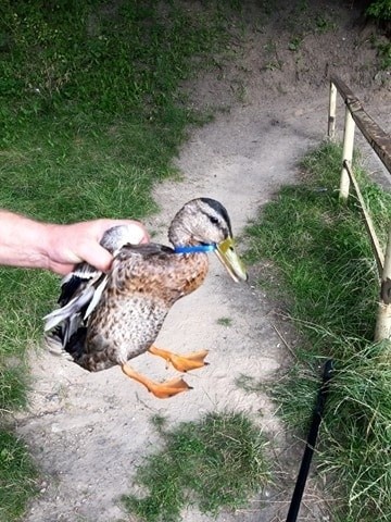 Strażnicy Miejscy z Animal Patrolu wspólnie z pracownikami...