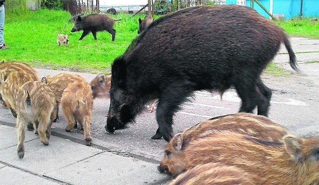 Dzików nie brakuje także na wyspie Uznam, gdzie często przychodzą do kierowców, czekających w kolejce na promy