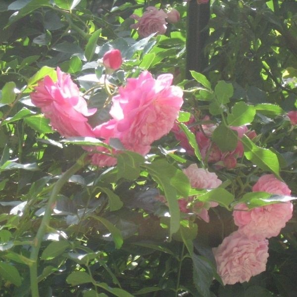 Aby cieszyć się pięknymi różami trzeba latem podlewać je i poświęcić czas na zwalczanie chorób oraz szkodników.